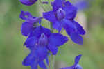 Alabama larkspur